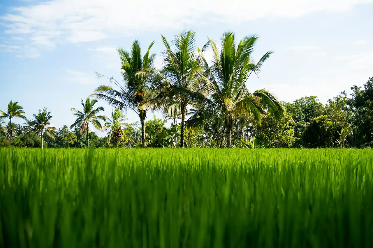 The Soul of the Rice Field for Balinese